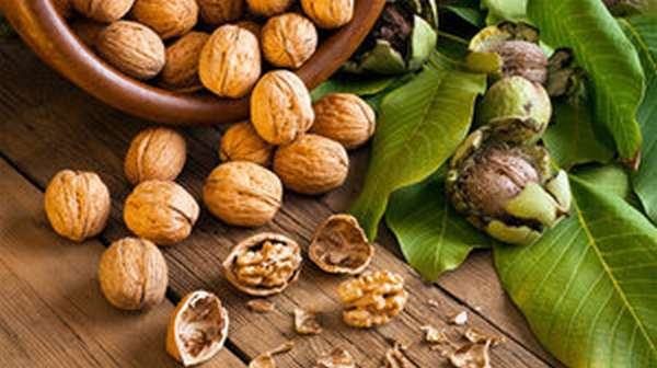 Калорийность, польза для здоровья и вред грецкого ореха